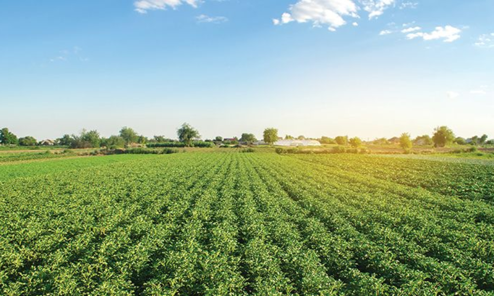 farm land plots farm land plots